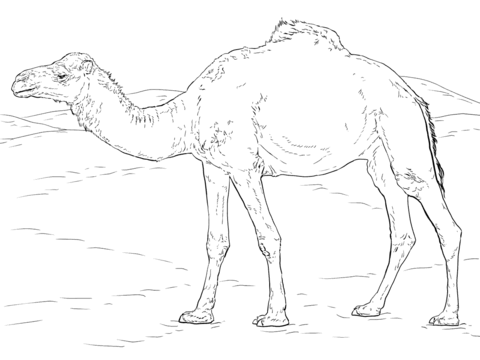 Realistic Dromedary Camel Coloring Page